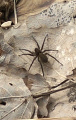 Alopecosa pulverulenta