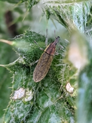 Epimeces