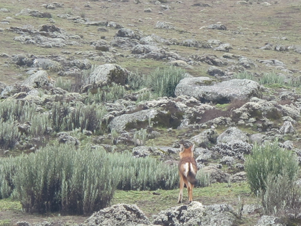 Canis simensis, Oromia, Ethiopia, by veronika_johansson