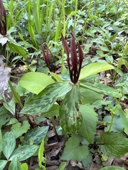 Trillium lancifolium