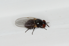 Neosilba