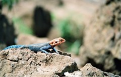 Agama lionotus