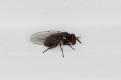 Neosilba
