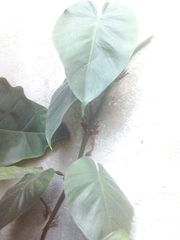 Philodendron hederaceum