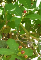 Rauvolfia tetraphylla