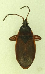 Gastrodes pacificus