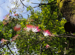 Calliandra selloi