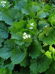 Alliaria petiolata