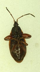 Gastrodes pacificus