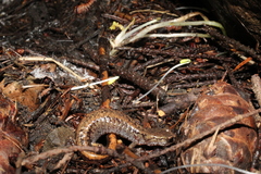 Plethodon larselli
