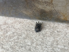 Steatoda autumnalis