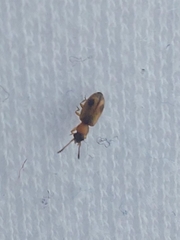 Phyllobrotica quadrimaculata