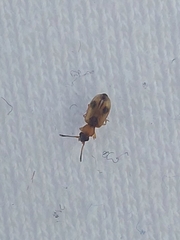 Phyllobrotica quadrimaculata