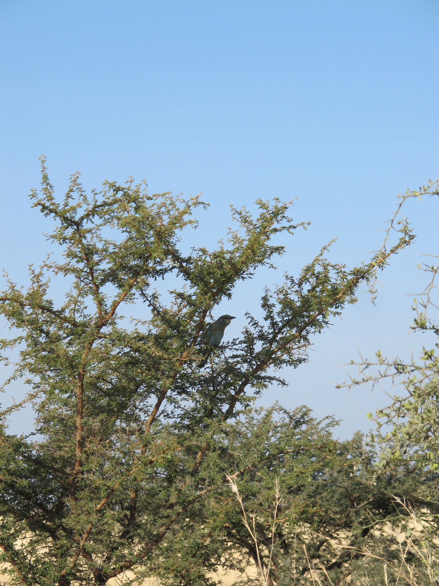 European Roller
