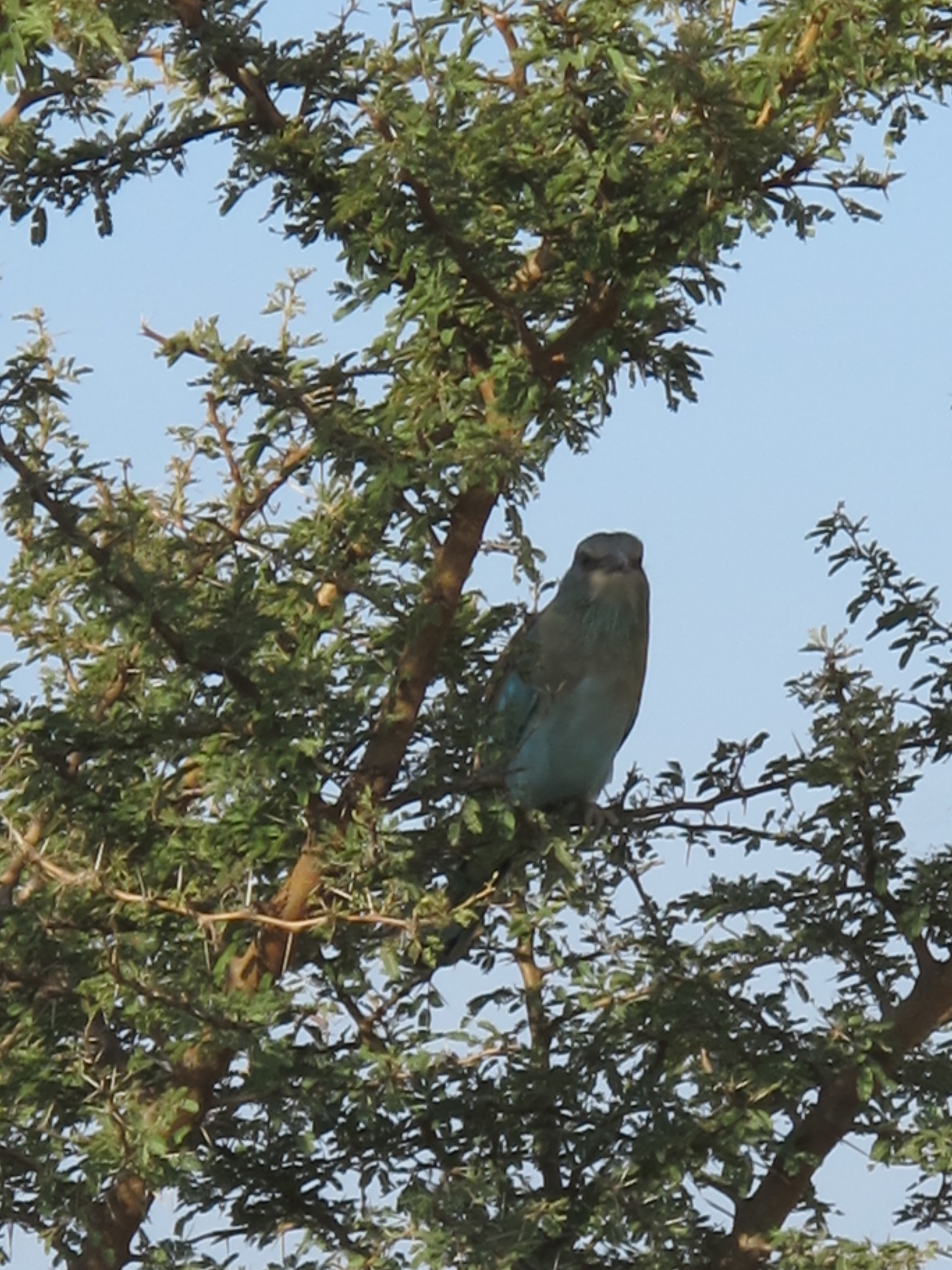 European Roller