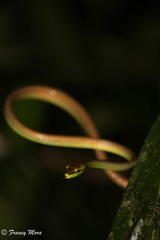 Oxybelis brevirostris