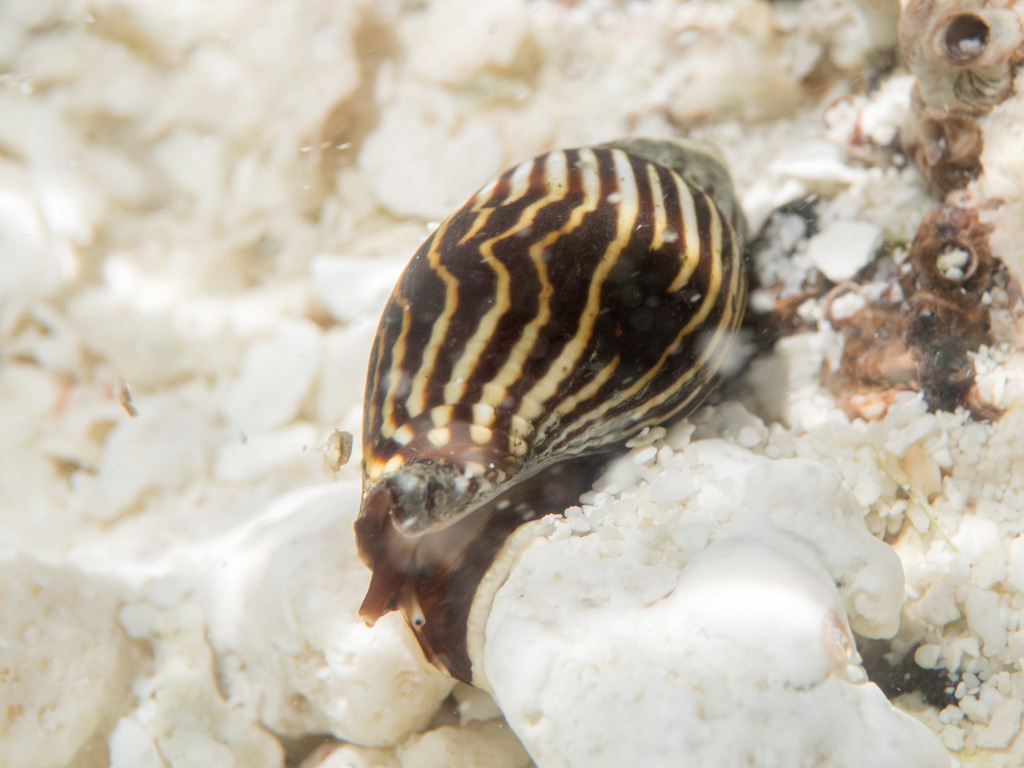 Strigatella paupercula