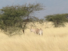 Oryx beisa