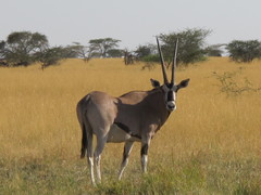Oryx beisa