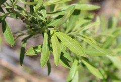 Salix irrorata