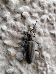 Cantharis pulicaria