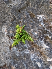 Pityrogramma chrysophylla gabrielae