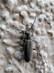 Cantharis pulicaria