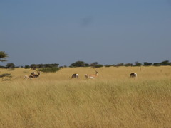 Nanger soemmerringii