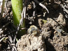 Andrena frigida