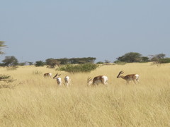 Nanger soemmerringii