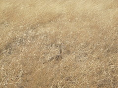 Eupodotis senegalensis