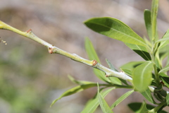 Salix irrorata