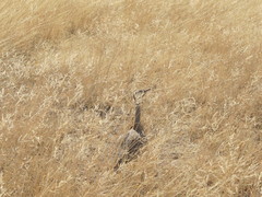 Eupodotis senegalensis