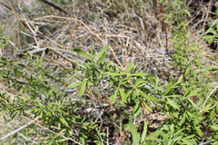 Salix irrorata
