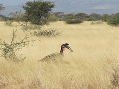 Bucorvus abyssinicus
