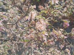 Adesmia microphylla