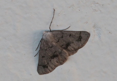 Dyscia fagaria