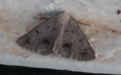 Dyscia fagaria
