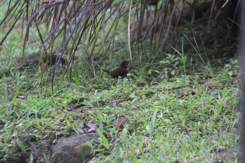 Bay Wren (Cantorchilus nigricapillus), photo 4