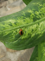 Disonycha discoidea
