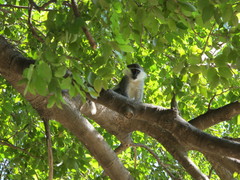 Chlorocebus aethiops