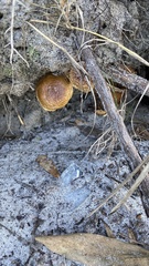 Pholiota communis