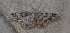 Idaea contiguaria