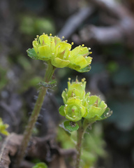 Chrysosplenium pseudopilosum