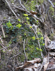 Chrysosplenium pseudopilosum