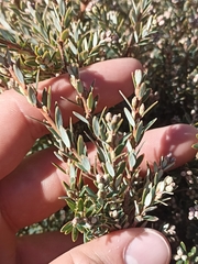 Acrothamnus colensoi