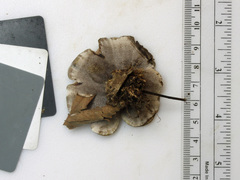 Phellodon niger alboniger