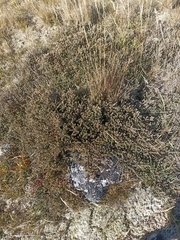 Acrothamnus colensoi