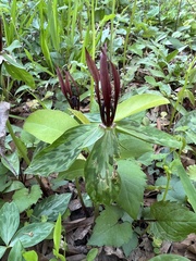 Trillium lancifolium