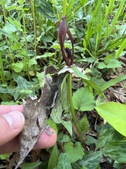 Trillium lancifolium